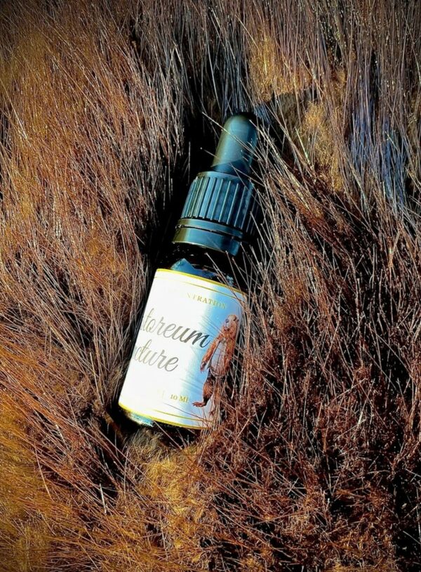 50 ml Castoreum Öl Bibergeil Oil Tinktur Flasche 20% Konzentration 100ml/199,98€ – Bild 2
